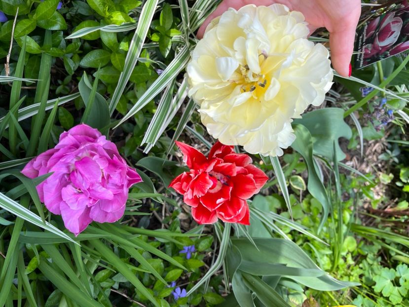 CD75B248-A082-4B45-A5ED-1FE996BF67E2 - Lalele 22 23