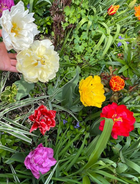 A89EFF78-6214-422F-823D-75697B49C96F - Lalele 22 23