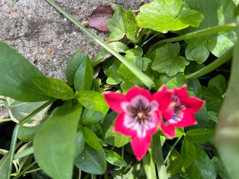 DEEA4B3F-B728-4E1A-B522-CBB5472FB460 - Lalele 22 23