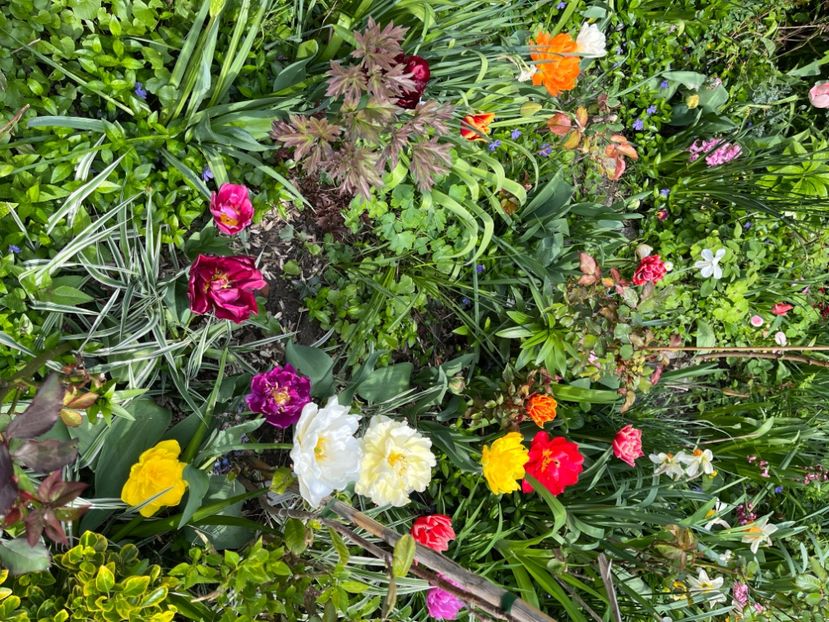 DDA4664B-733B-4680-8457-6A1EF016A023 - Lalele 22 23