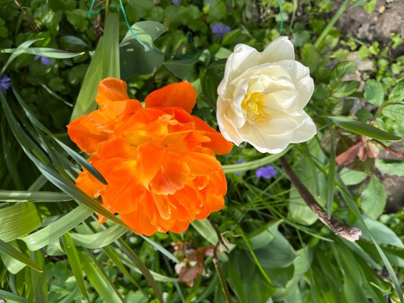 F3965EBC-1CDD-46CD-B904-A04B4C16EEC0 - Lalele 22 23