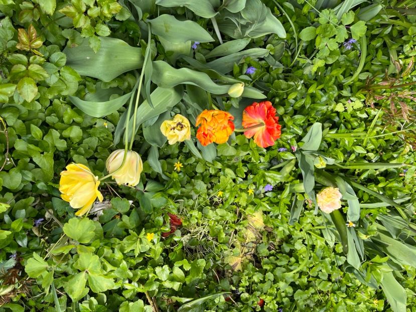 29F4E9DB-230B-4050-8823-4F97B3228410 - Lalele 22 23