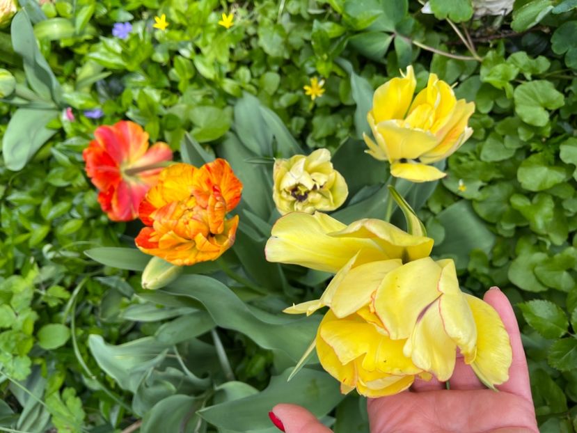 517CA333-BC22-430C-9403-5B24268A164F - Lalele 22 23