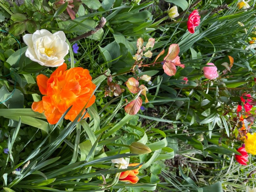 108ACEE3-DDEB-41A4-9767-9C74877D40CB - Lalele 22 23