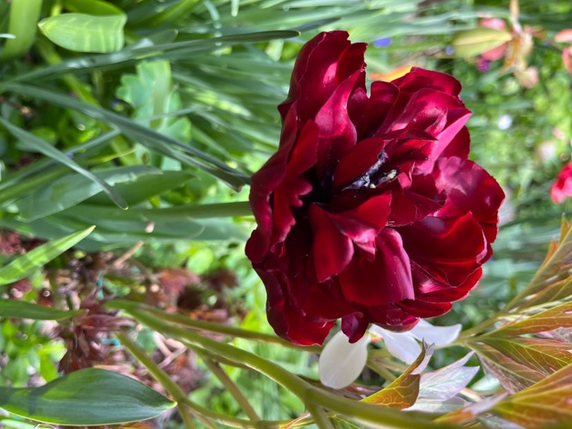 8EFFBF95-FC88-417E-98A5-2FD8268B450A - Lalele 22 23