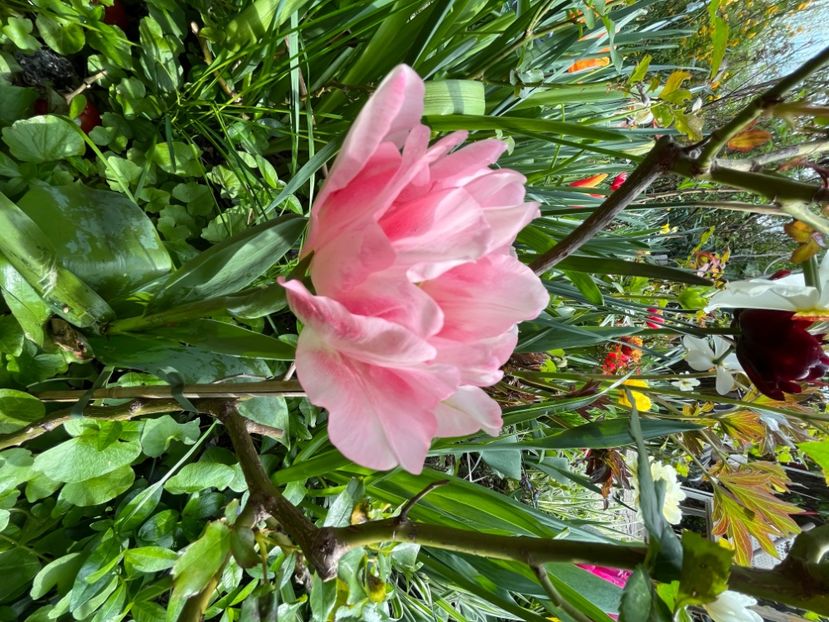 0A88C480-DB44-40E5-B51F-A9D80E369F20 - Lalele 22 23