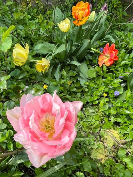 591B7469-751A-47E7-A53B-354FB6377393 - Lalele 22 23