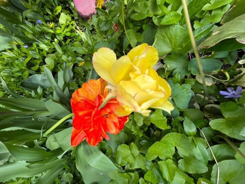 FDDCDD89-987B-4449-8AEB-A8214925042E - Lalele 22 23