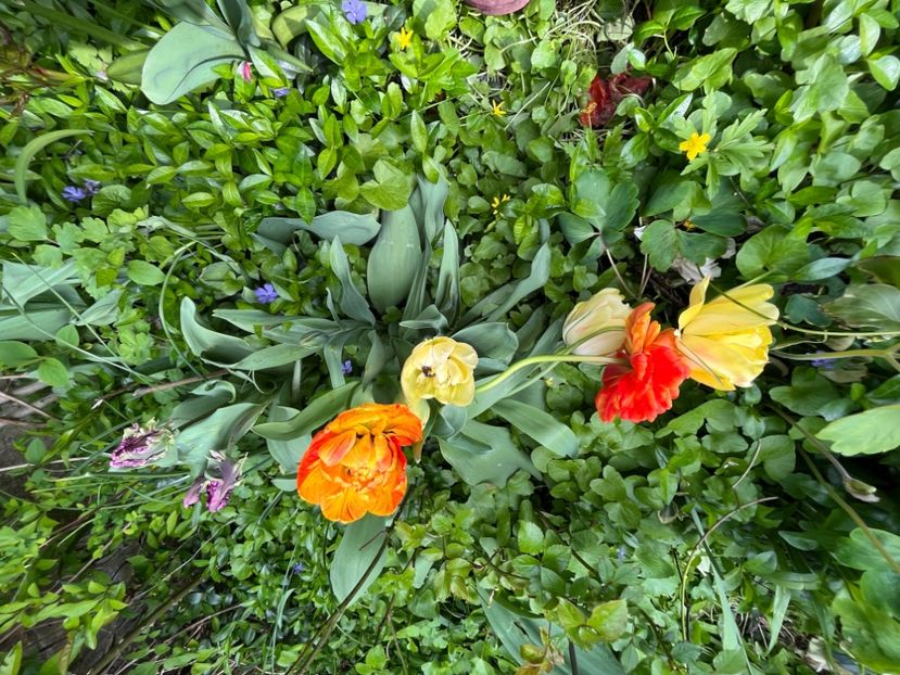 C8DCFA62-476B-40D4-ABE0-87B1DA0339BC - Lalele 22 23