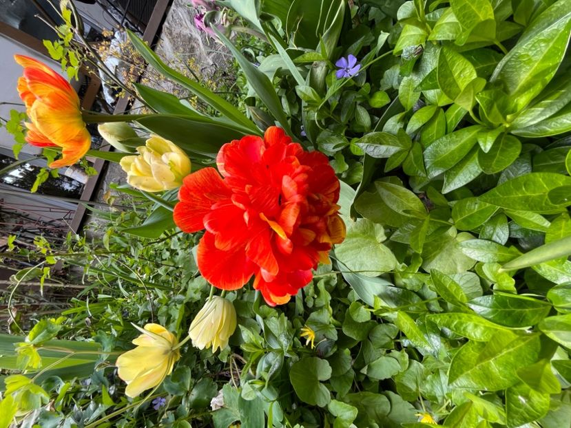 A0636D68-564B-4D1A-B58D-9C113896DED8 - Lalele 22 23