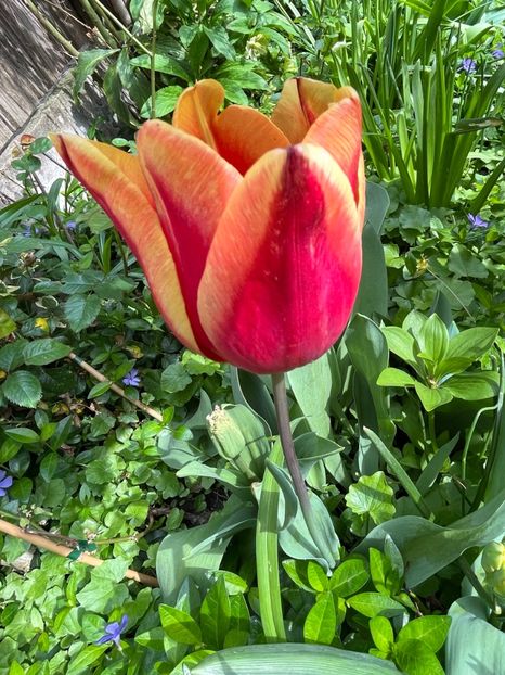 0D71F07A-361D-470C-ACD7-395D8AA0485A - Lalele 22 23