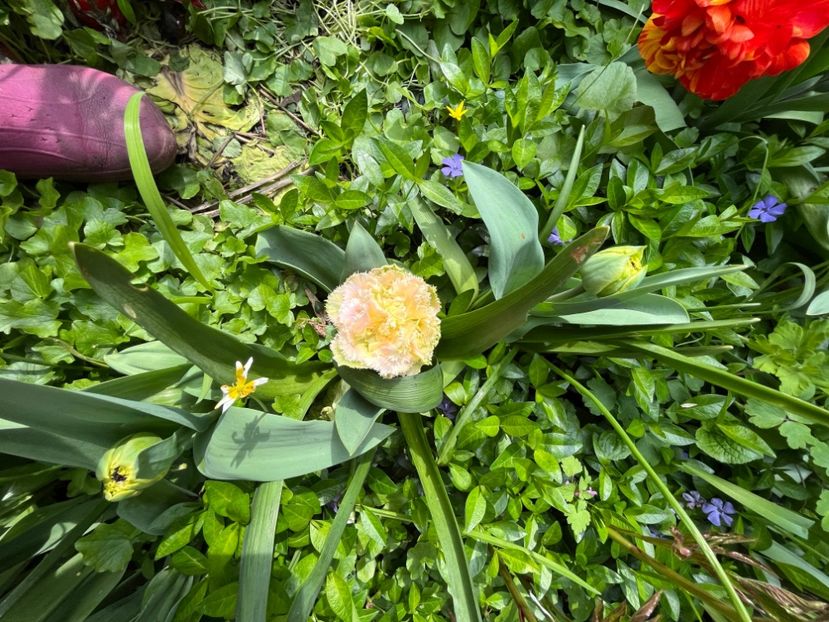 4ADA69F9-F7F1-4712-B18A-8F8A816DAF80 - Lalele 22 23