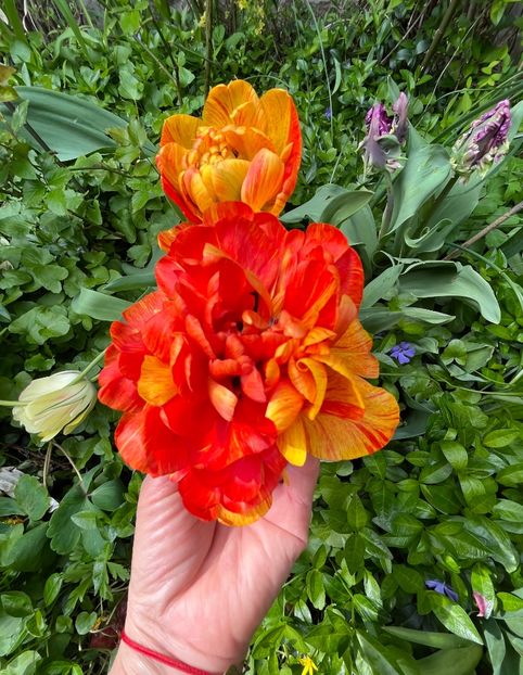 E8FC0192-4DF0-429E-9415-3133BE6FA386 - Lalele 22 23