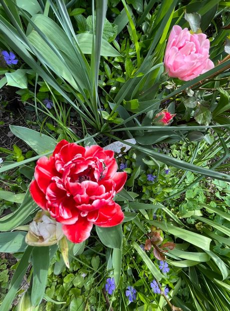 5B149CBE-6113-4C24-AE2C-533862186927 - Lalele 22 23