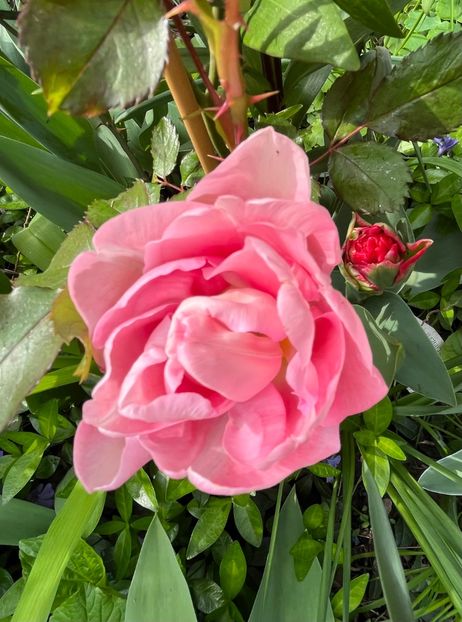 D919BB87-7279-436C-B542-AB957DFCB9B2 - Lalele 22 23