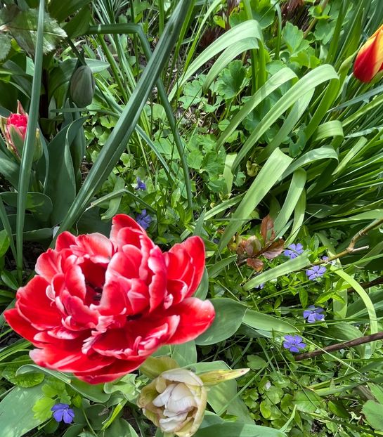 94388E2B-AB6B-4976-80CB-7DD41E6A4D45 - Lalele 22 23