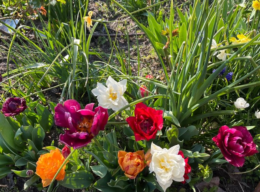 3E5E6993-55F8-4EDC-9030-9439983AE2D1 - Lalele 22 23