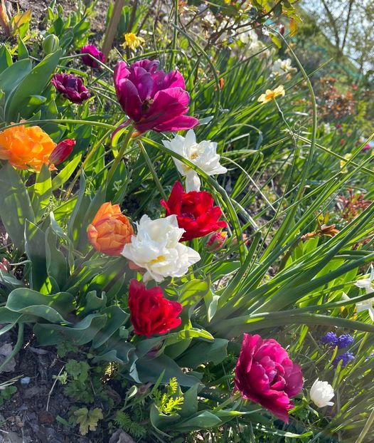 14DDA0EB-CD3F-4FE4-A87A-6691C5222A25 - Lalele 22 23