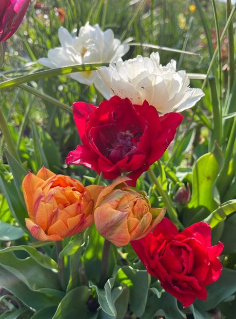 FDB73DDB-117F-4A96-A7FF-61B3B284ECF0 - Lalele 22 23