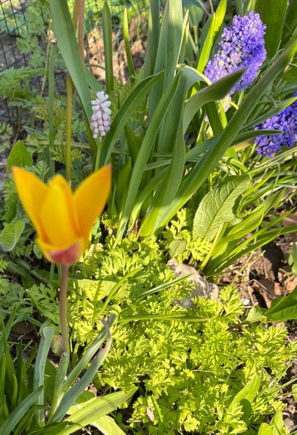 32779FF3-E8F7-49B6-9B9D-1494346E04F4 - Lalele 22 23