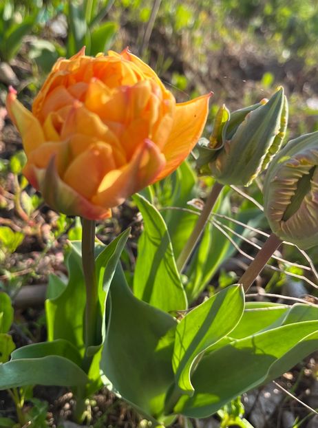 2CED1377-6AEB-4EA5-98BA-2121E1674645 - Lalele 22 23