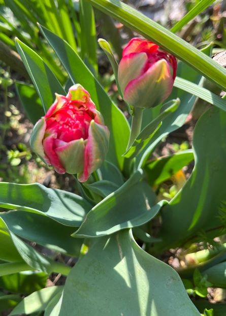 AC1AF034-402D-4828-BAD9-F2B6360F9455 - Lalele 22 23