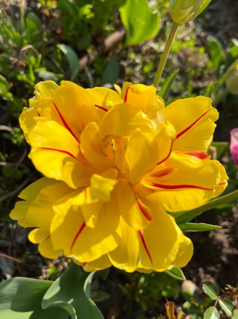 EA279280-DB42-4F41-BBDE-73D644E83B76 - Lalele 22 23