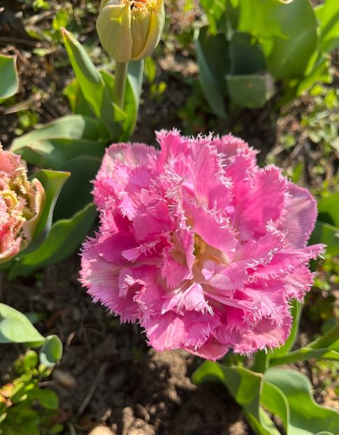 0D826EE8-1D26-44EB-BFB6-D279B0EAC746 - Lalele 22 23