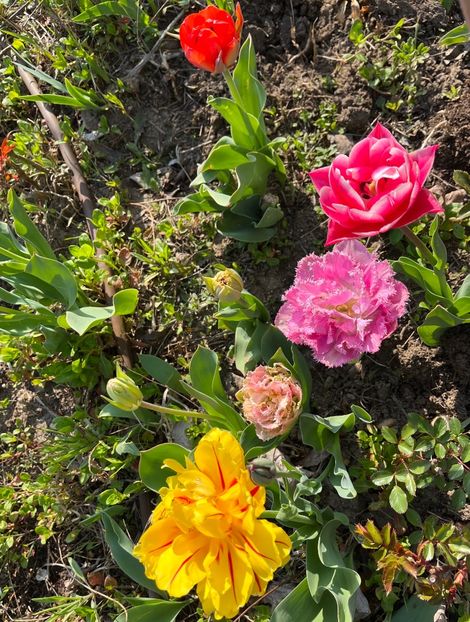 B7BBB517-BB48-47FC-A5E0-D4C846BE3DE8 - Lalele 22 23