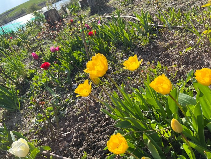 34D9A7C6-5A16-42C5-A802-E7B0B9E2486D - Lalele 22 23