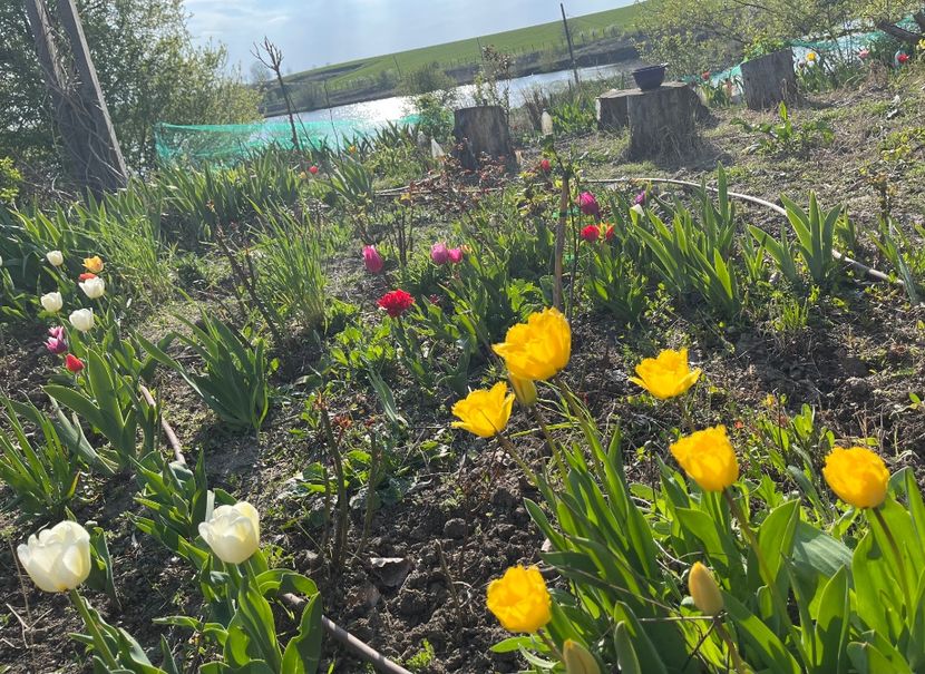 A0DF4013-0C76-4E72-A0AB-F36C1F120549 - Lalele 22 23