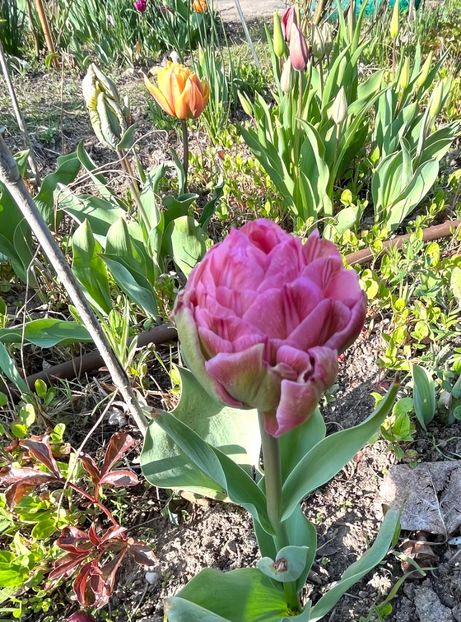 613852A1-6EFA-482F-84FB-E98AE03D0683 - Lalele 22 23