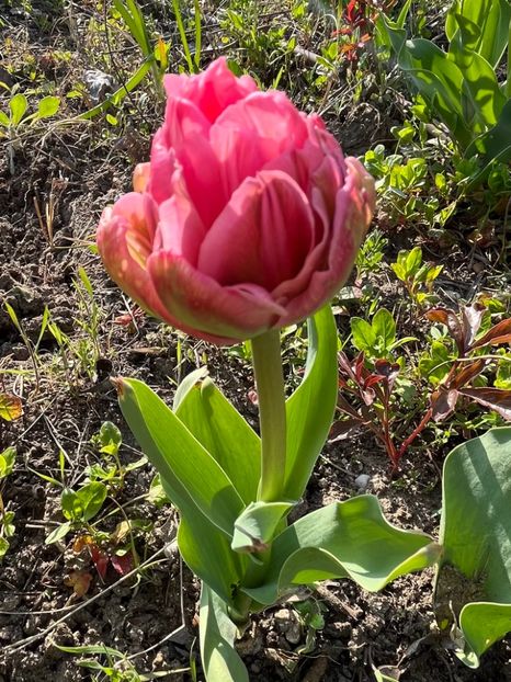 80D7863B-25BB-409E-86D4-7A8299F84D47 - Lalele 22 23