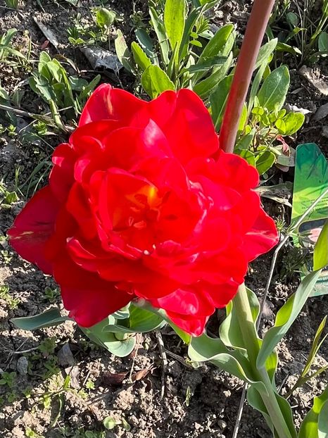 5F5961C3-6455-4F24-8C91-908CA3307577 - Lalele 22 23