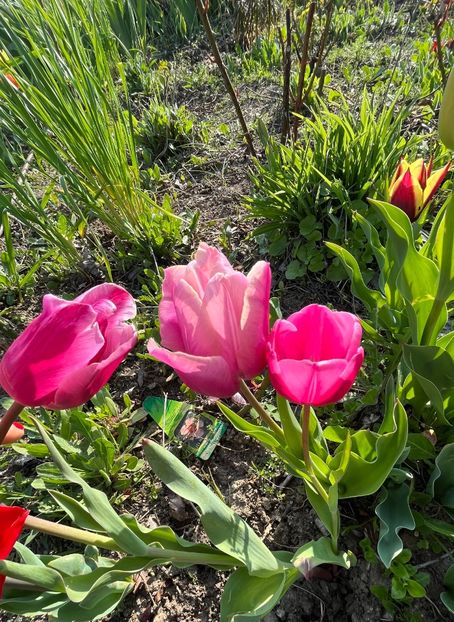 BAC5FC0D-B684-461B-8CAE-2F459FCF0E51 - Lalele 22 23