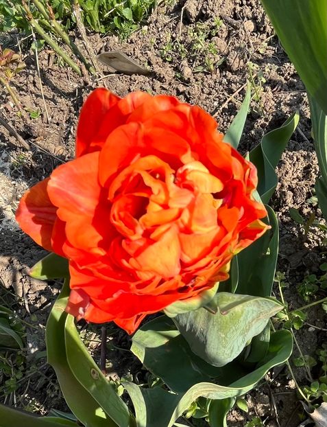 CB30910C-620C-45AF-AD3B-E9C0D5A49491 - Lalele 22 23