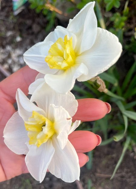 B80F8FD3-891F-4D15-8E43-ECA0D8E37C5D - Narcise 2017 2023 24