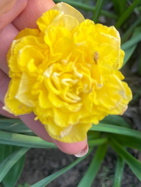 8357A1DA-FAF7-4AC0-9BE7-1EF8939F5474 - Narcise 2017 2023 24