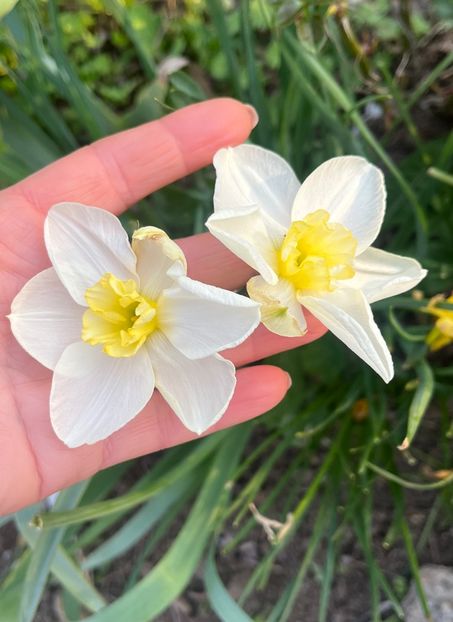 C0EB1026-D249-4483-888D-CEB2E1077D2E - Narcise 2017 2023 24