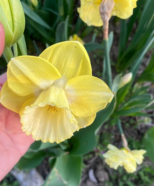 52AD89CA-8F9D-48FB-863B-6EE96DD9587A - Narcise 2017 2023 24