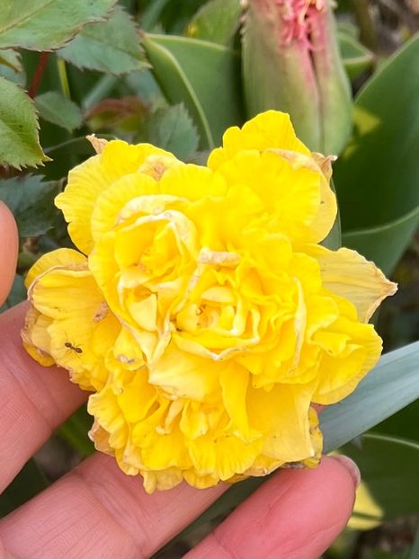 749EBF2D-CF7D-42E3-B16B-16EB6B3ED0CA - Narcise 2017 2023 24