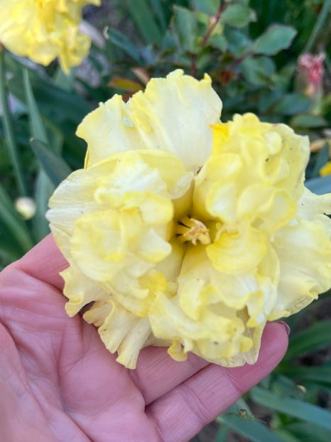 B17E87EE-9572-4930-AB90-48A8CBEB8B36 - Narcise 2017 2023 24