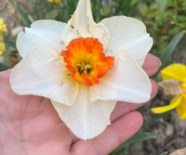 036CD735-5A25-43E8-B4EE-21B7ABF14A60 - Narcise 2017 2023 24