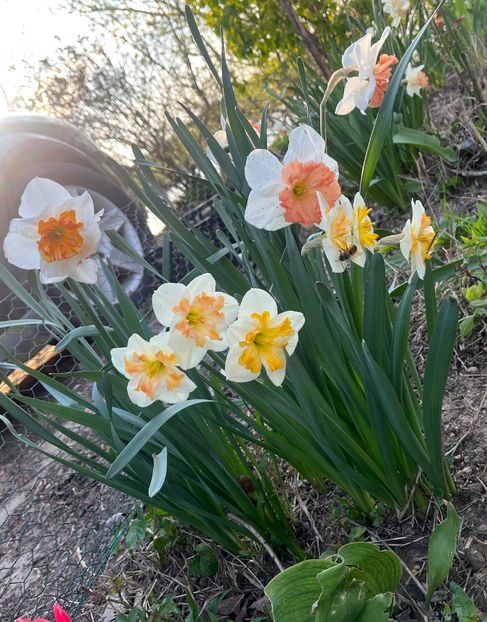 EF67AB34-F3C7-4874-B814-56E16C365CAD - Narcise 2017 2023 24