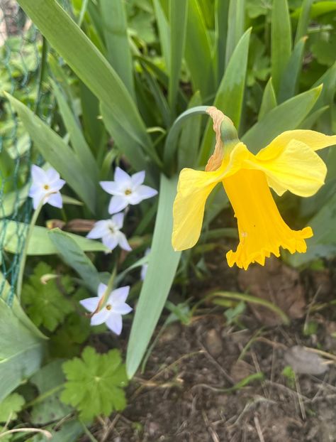 AFC11240-464F-4F6B-8C4F-59AE7C94FC78 - Narcise 2017 2023 24