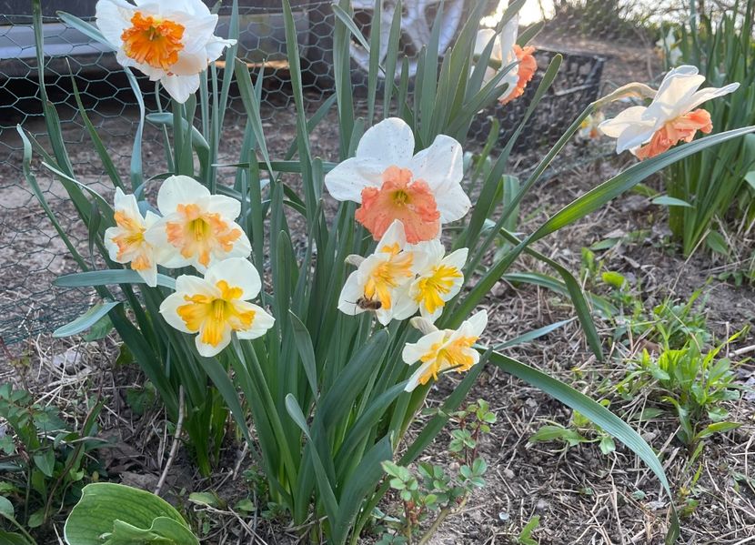 05559C07-7158-4F53-8EBB-014B975C310E - Narcise 2017 2023 24