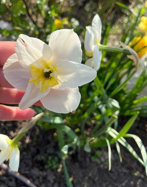 E9F10876-66FC-40A3-8E29-B4AA3F37D546 - Narcise 2017 2023 24