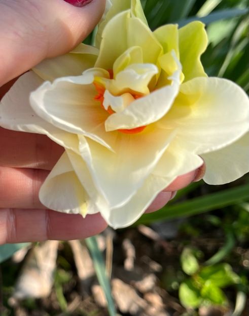 9C648B28-ABE3-4227-A534-9A1E6EBA7D78 - Narcise 2017 2023 24