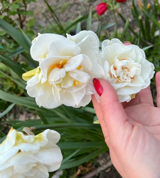 12EF53CE-217A-470A-B299-3D83255FDE14 - Narcise 2017 2023 24