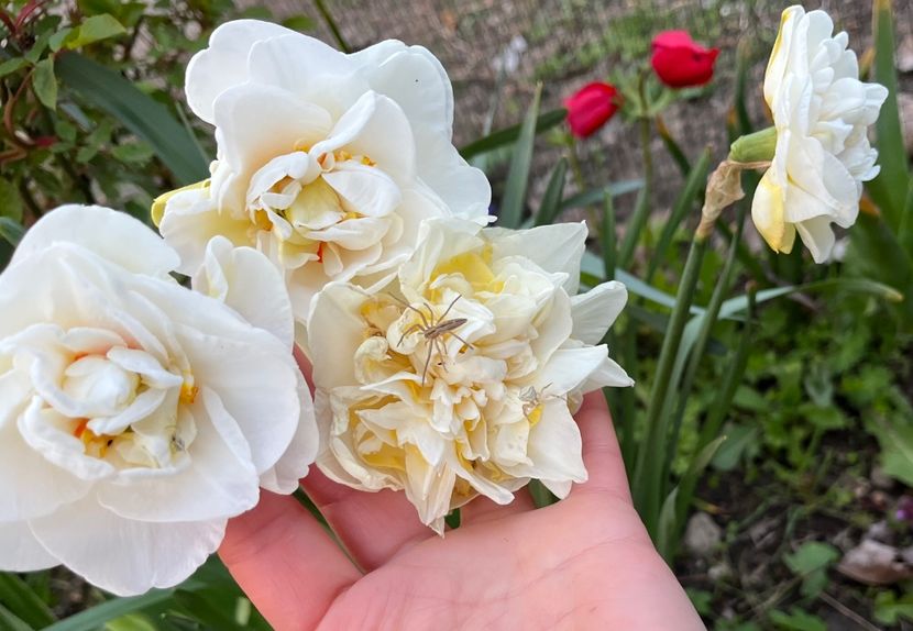 7BE640FF-BA9B-4976-872C-42B4CDA3C932 - Narcise 2017 2023 24